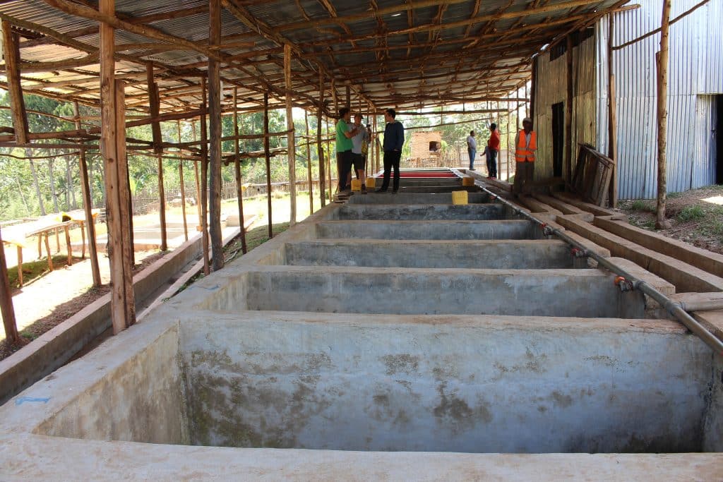 Concrete baths used for the washed coffee process.